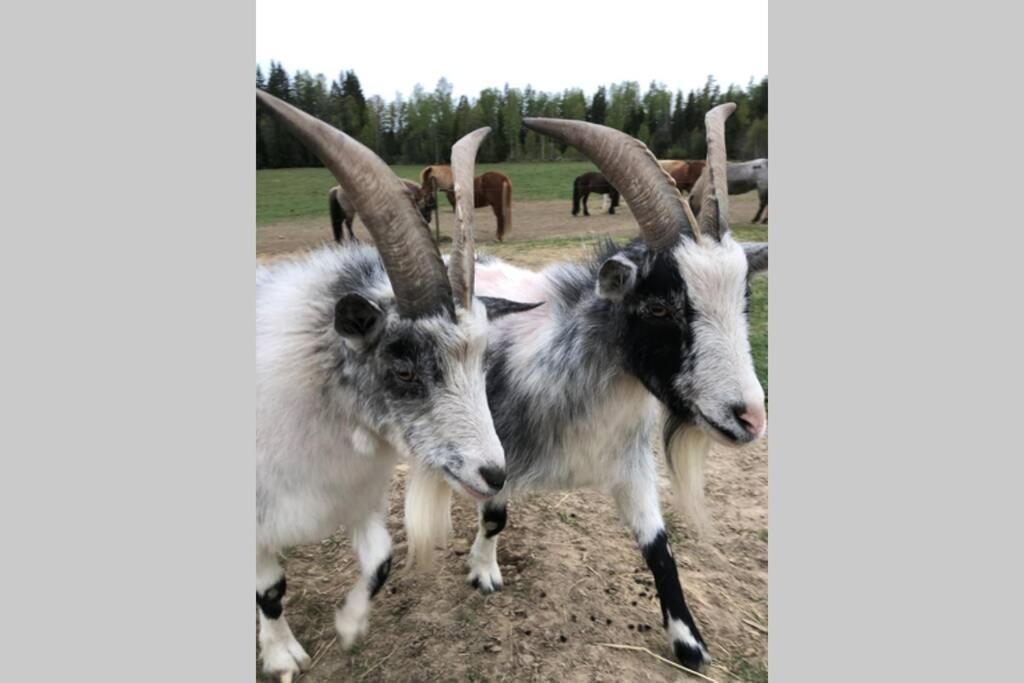 Egen Villa Pa Islandshastgard Riddarhyttan Dış mekan fotoğraf